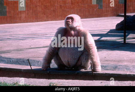 Il simbolo del fiocco di neve, bianco pianura gorilla in zoo di Barcellona è morto in 2003 Foto Stock