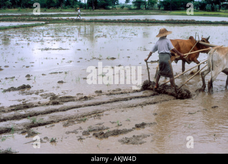 Il lavoro nei campi sull'orad tra Bagan e Heho MYANMAR Birmania Foto Stock