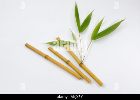 Bamboo (Bambusa sp.), stelo con foglie, studio immagine Foto Stock