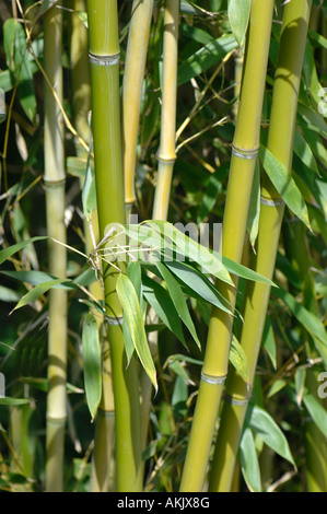 Bamboo Bambusa sp di foglie e di steli Foto Stock