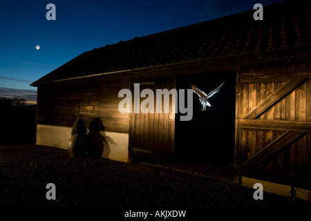 Barn Owl Typto alba in volo dal fienile Norfolk UK Foto Stock