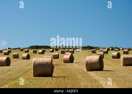 Le balle di paglia d'oro su un campo di raccolto vicino a Padstow in Cornovaglia Inghilterra Foto Stock