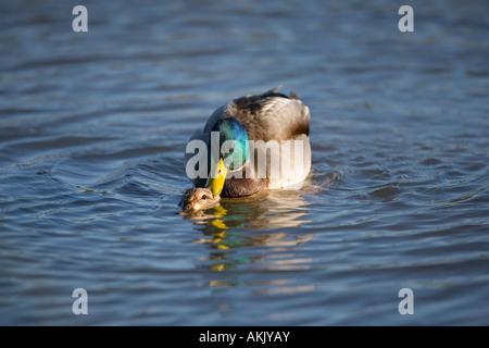 Mallard ano platyrhyncha corteggiamento Novembre Foto Stock