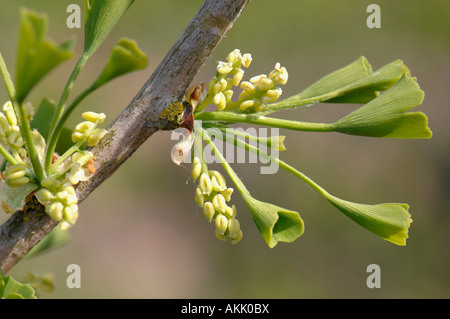 Gingko, Maidenhair Tree (Gingko biloba), fiori e foglie giovani, close up Foto Stock