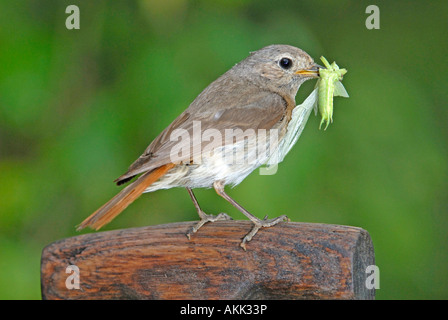 Comuni / Redstart(Phoenicurus phoenicurus), femmina con gli insetti nel suo becco Foto Stock