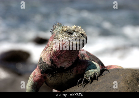 Natale Galapagos Iguana marina all'Isola Espanola Foto Stock