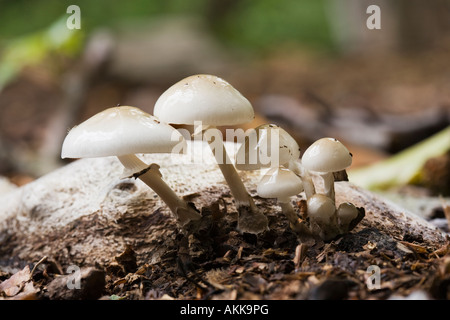 Fungo di porcellana Oudemansiella mucida Foto Stock