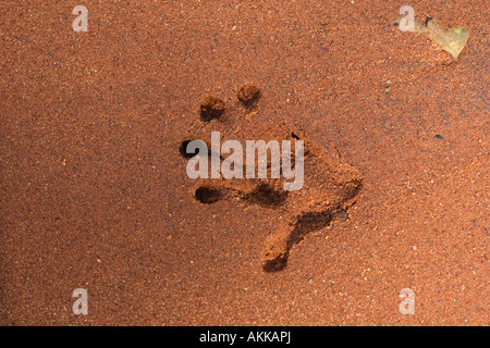 L'anello tailed lemur Lemur catta footprint Berenty Madagascar meridionale Foto Stock