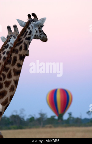 Le giraffe guardare la mongolfiera Massai Mara kenya Foto Stock