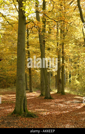 Rosso e marrone dei mesi autunnali illustrata da un montante verticale di immagine di un managed public area boschiva Foto Stock