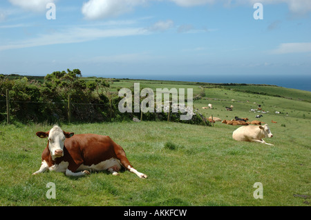Vacche giacente in un campo nei pressi di testa Gurnards, Cornwall, Regno Unito Foto Stock
