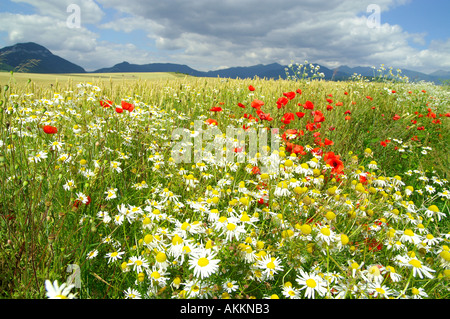Common Poppy and field agriculture in Liptov area in Slovakia Foto Stock