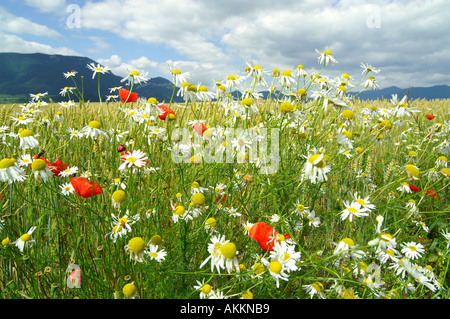 Common Poppy and corn in Liptov area in Slovakia Foto Stock