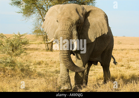 Elefante africano carica, Serengeti NP, Tanzania Africa orientale Foto Stock