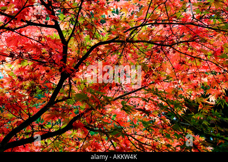 Giapponese retroilluminato acer foglie di acero preso in autunno a Westonbirt Arboretum, Gloucestershire, England, Regno Unito Foto Stock