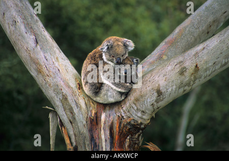 Il Koala e un joey seduti in un albero di eucalipto Foto Stock