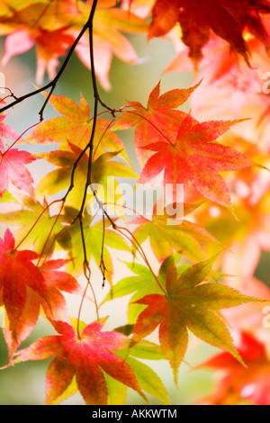 Giapponese retroilluminato acer foglie di acero preso in autunno a Westonbirt Arboretum, Gloucestershire, England, Regno Unito Foto Stock