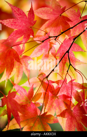 Giapponese retroilluminato acer foglie di acero preso in autunno a Westonbirt Arboretum, Gloucestershire, England, Regno Unito Foto Stock