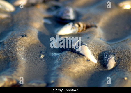 Le conchiglie e ciottoli in acqua poco profonda Foto Stock