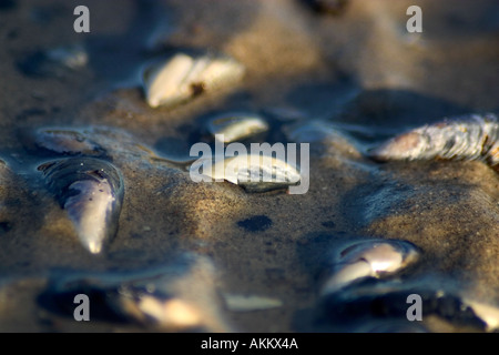 Le conchiglie e ciottoli in acqua poco profonda Foto Stock