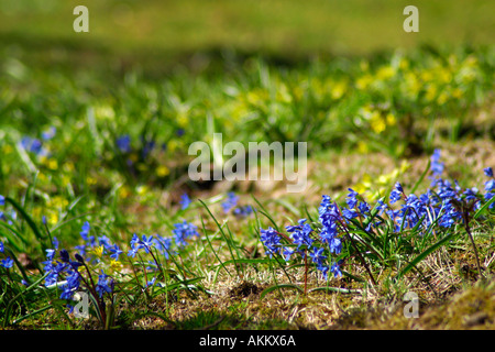 Scilla siberica e Gagea lutea cresce su un prato Foto Stock