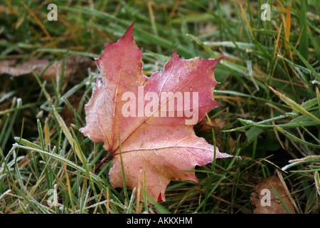 Un rosso maple leaf che stabilisce in erba con cristalli di ghiaccio su di esso Foto Stock