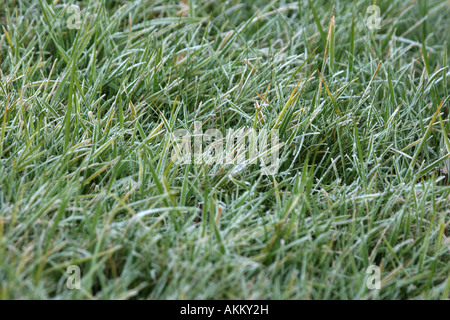 Frost pale coperte di erba Foto Stock