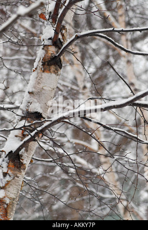 Coperta di neve di betulle durante la nevicata nel Winter Park Foto Stock