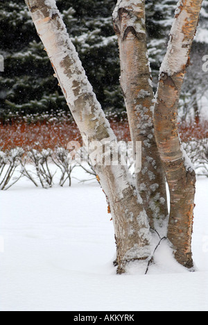 Winter Park con tre alberi di betulla durante la nevicata Foto Stock