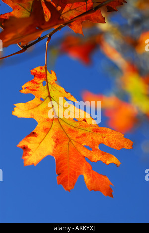 Bright autumn leaf su una caduta di Oak tree branch cielo blu sullo sfondo Foto Stock