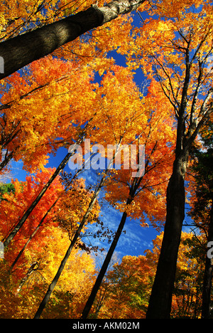 Le tettoie di alti alberi di autunno nella soleggiata foresta di caduta Foto Stock