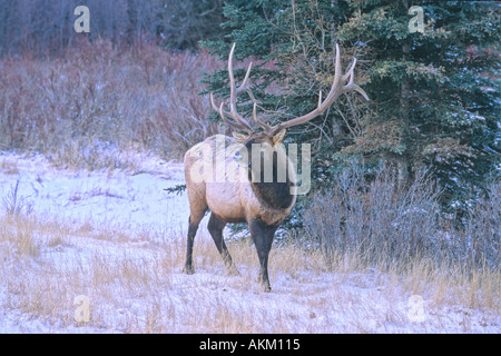 Bull Elk nella neve 11 Foto Stock