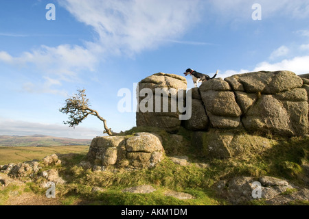 Un cross border Collie cane su una roccia in Dartmoor Devon Regno Unito Foto Stock