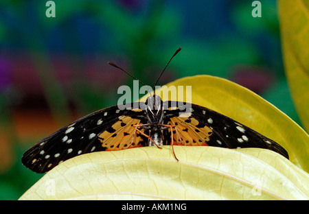 Farfalle tropicali Costa Rica Foto Stock