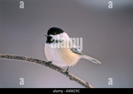 Un Black-capped Luisa Foto Stock