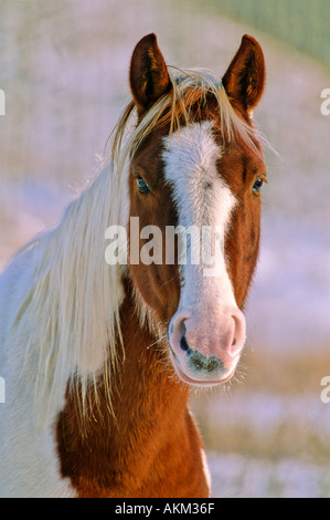 Cavallo Pinto 1 Foto Stock