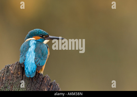 Martin pescatore Alcedo atthis appollaiato sulla porta vecchia cercando alert Potton Bedfordshire Foto Stock
