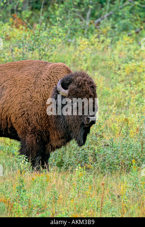 Bisonte delle grandi pianure 2 Foto Stock