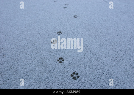 Stampe della zampa in snow Foto Stock