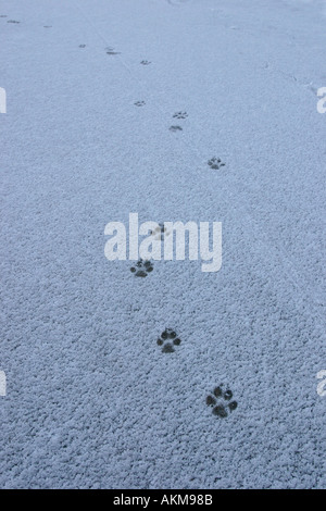 Stampe della zampa in snow Foto Stock