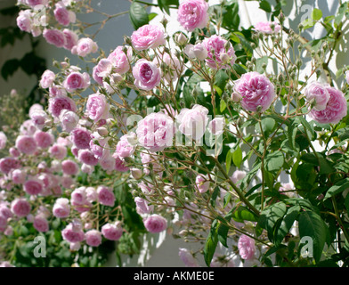 Soleggiato rose rosa Foto Stock