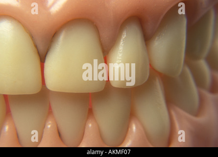 Denti Foto Stock