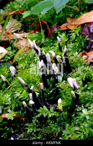 Candlesnuff fungo, Xylaria hypoxylon, nei boschi, Warwickshire, Inghilterra, Regno Unito Foto Stock