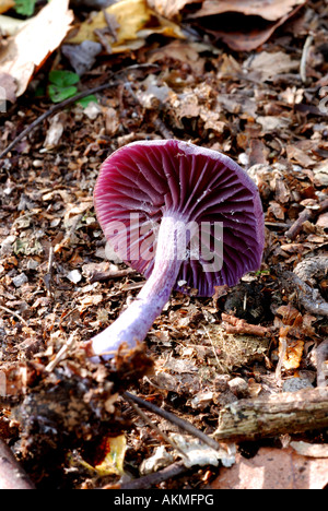 Amethyst Deceiver, Laccaria amethystina, nel bosco misto, Warwickshire, Inghilterra, Regno Unito Foto Stock