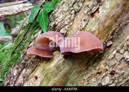 Giudeo l orecchio, Auricularia padiglione auricolare judae, sul Sambuco, Herefordshire, England, Regno Unito Foto Stock