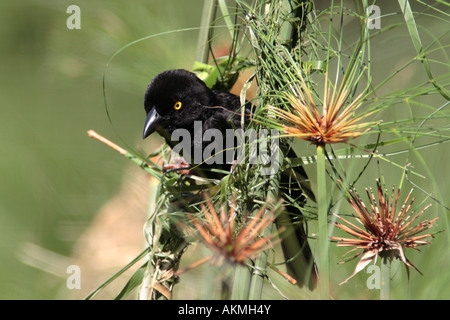 Vieillot's Weaver, Ploceus nigerrimus Foto Stock