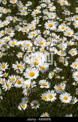 Una profusione di oxeye margherite da una strada principale Foto Stock