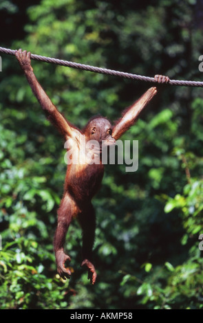 Giovani Orangutan Sepilok presso il Centro di Riabilitazione Borneo Malaysia Foto Stock