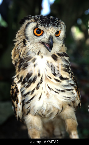 Bubo lingua Bengalese, Bengala Gufo reale Foto Stock