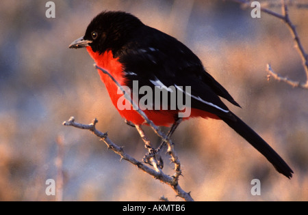 Laniarius atrococcineus, Shrike Foto Stock